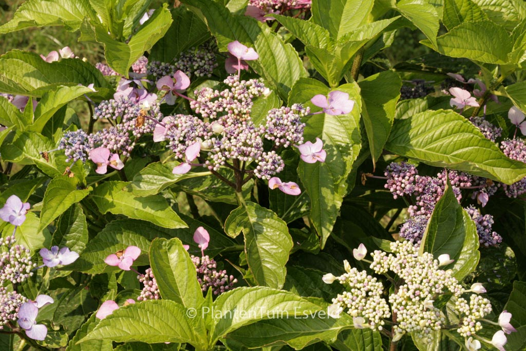 Hydrangea macrophylla ‚Ito shiofuki kaigan shibori‘