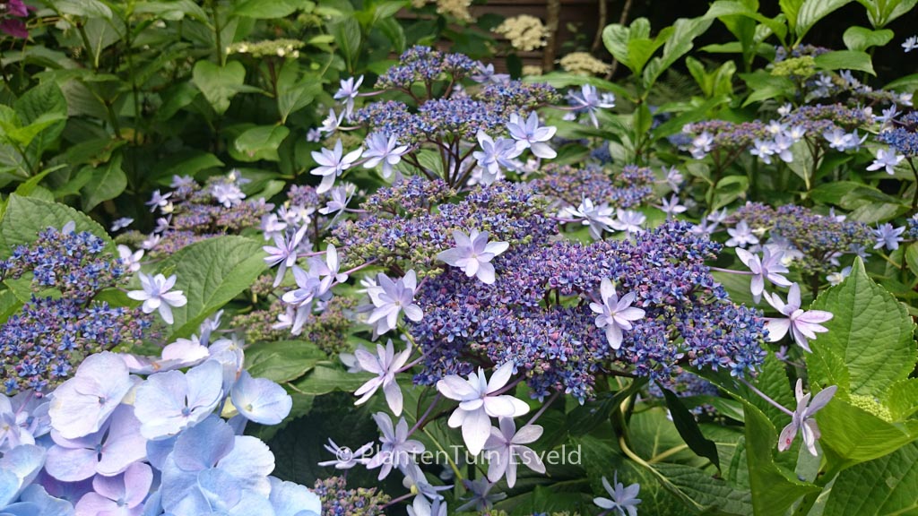 Hydrangea macrophylla ‚Izu no hana‘