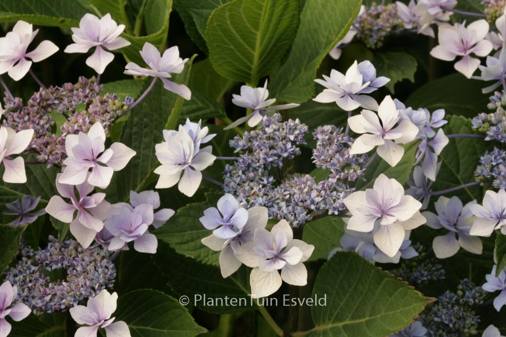Hydrangea macrophylla ‚Jogosaki‘