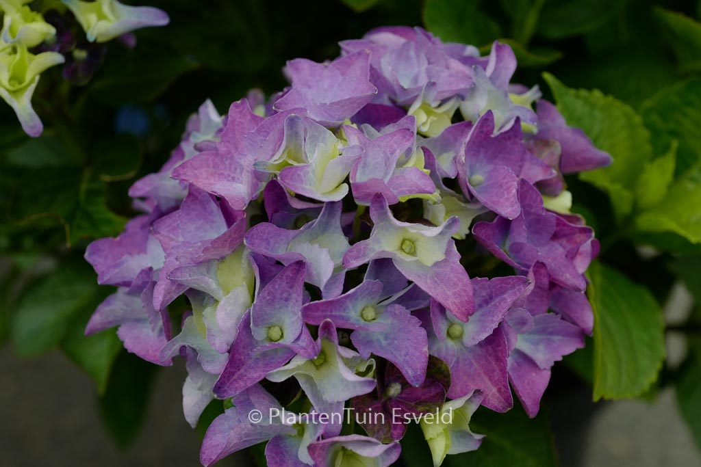 Hydrangea macrophylla ‚Jong 01‘ (LADY MATA HARI)