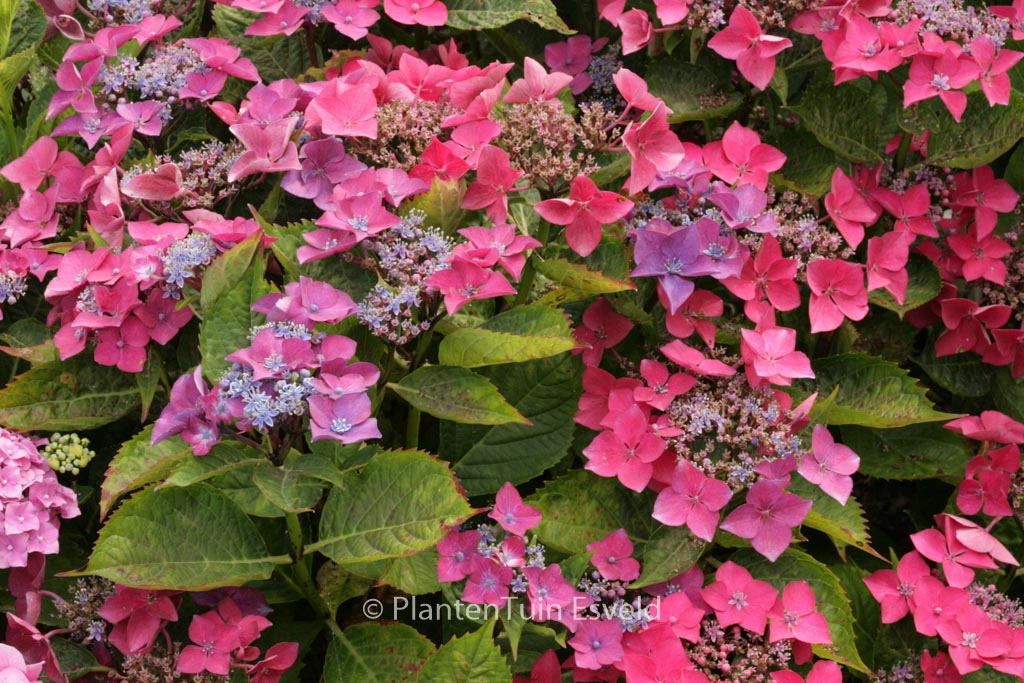 Hydrangea macrophylla ‚Kardinal‘