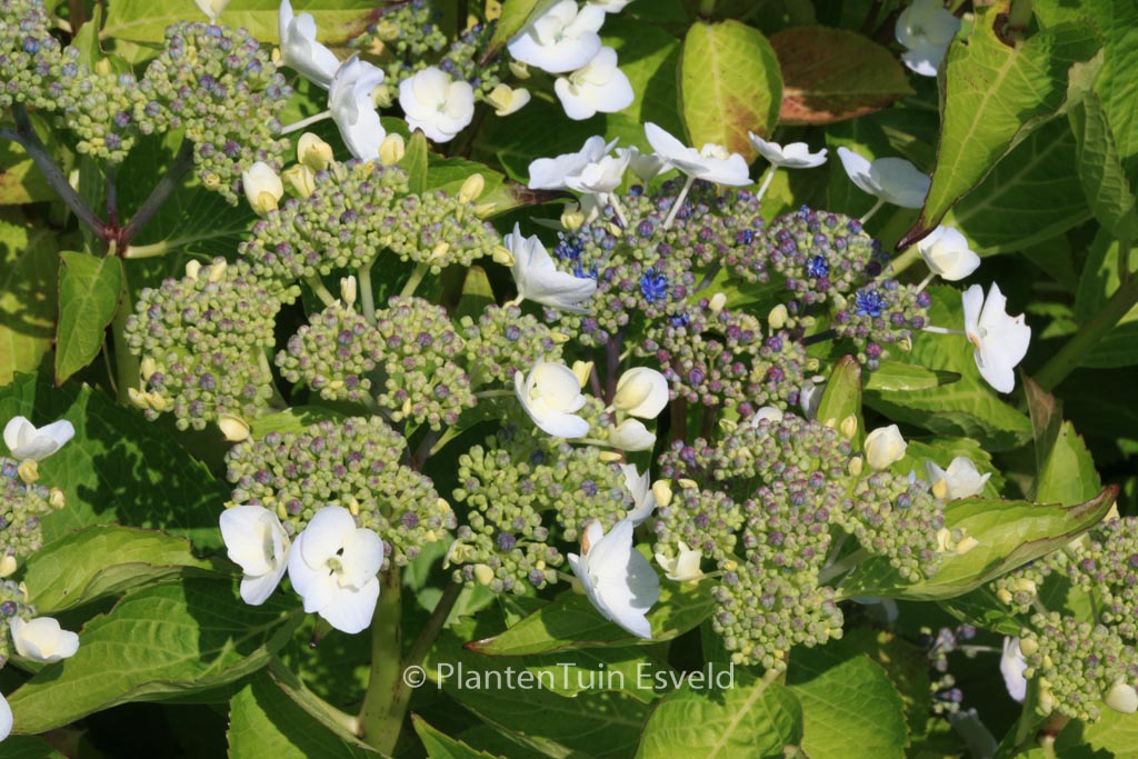 Hydrangea macrophylla ‚Kay Leslie‘