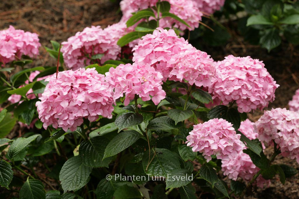 Hydrangea macrophylla ‚King George V‘