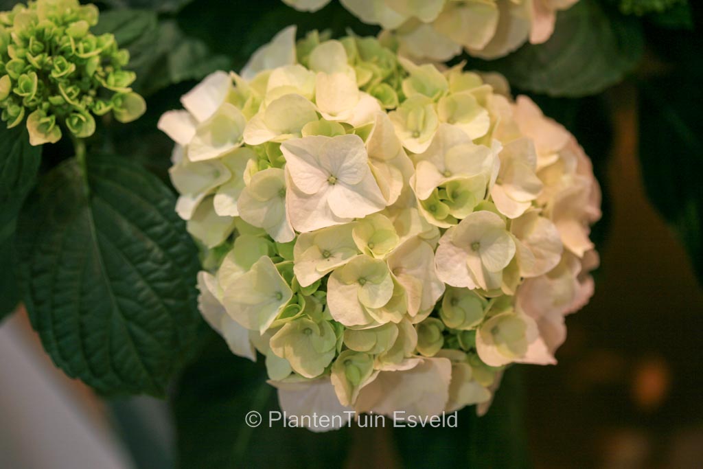 Hydrangea macrophylla ‚Kleiner Winterberg‘