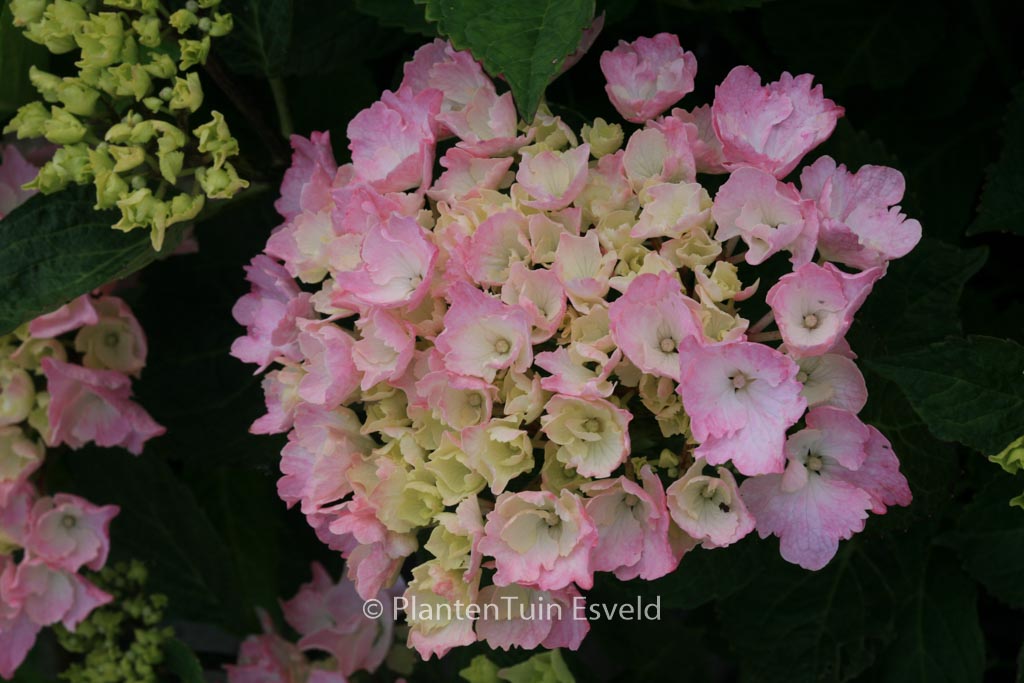 Hydrangea macrophylla ‚Kolmadan‘ (MAGICAL DANIQUE)