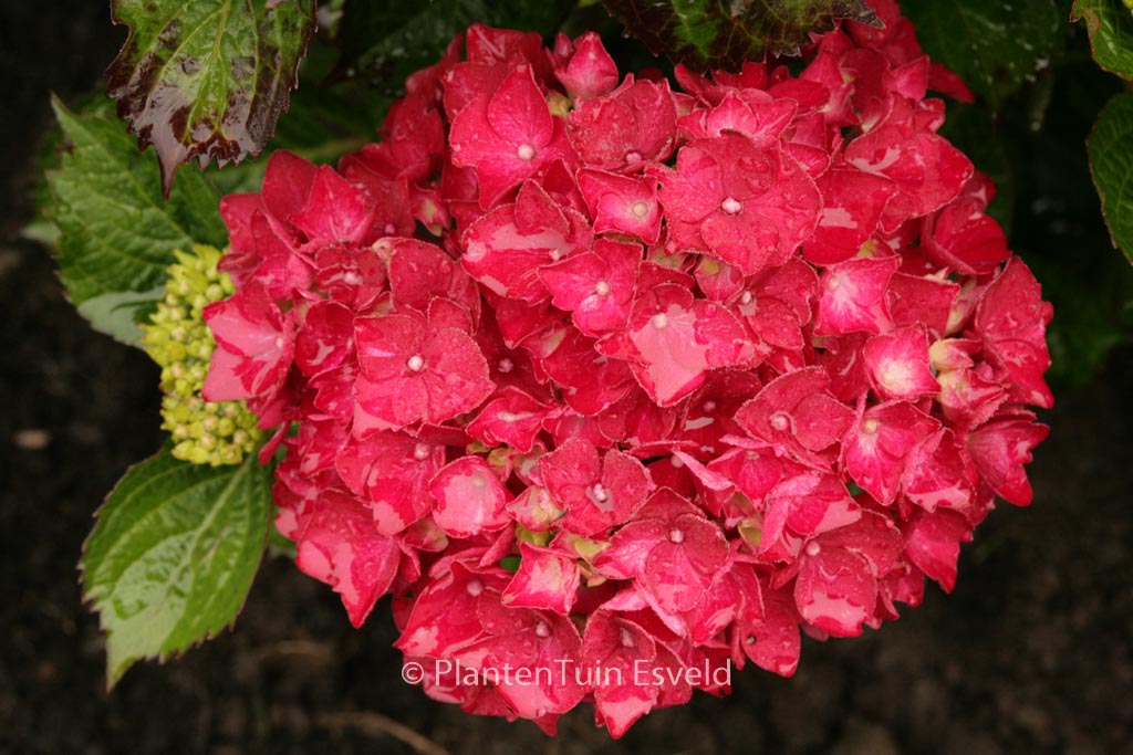 Hydrangea macrophylla ‚Kolmaru‘ (MAGICAL RUBYRED)