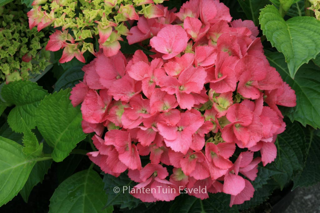 Hydrangea macrophylla ‚Kolmasa‘ (MAGICAL SAPPHIRE)