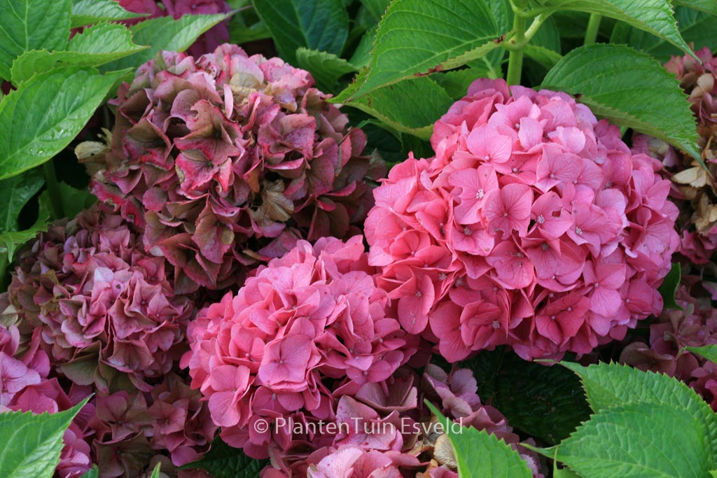 Hydrangea macrophylla ‚Kolmgarip‘ (MAGICAL GARNET)