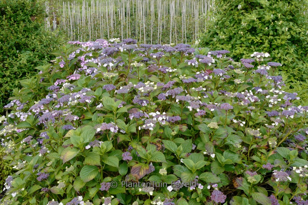Hydrangea macrophylla ‚Komochiana sezuka‘