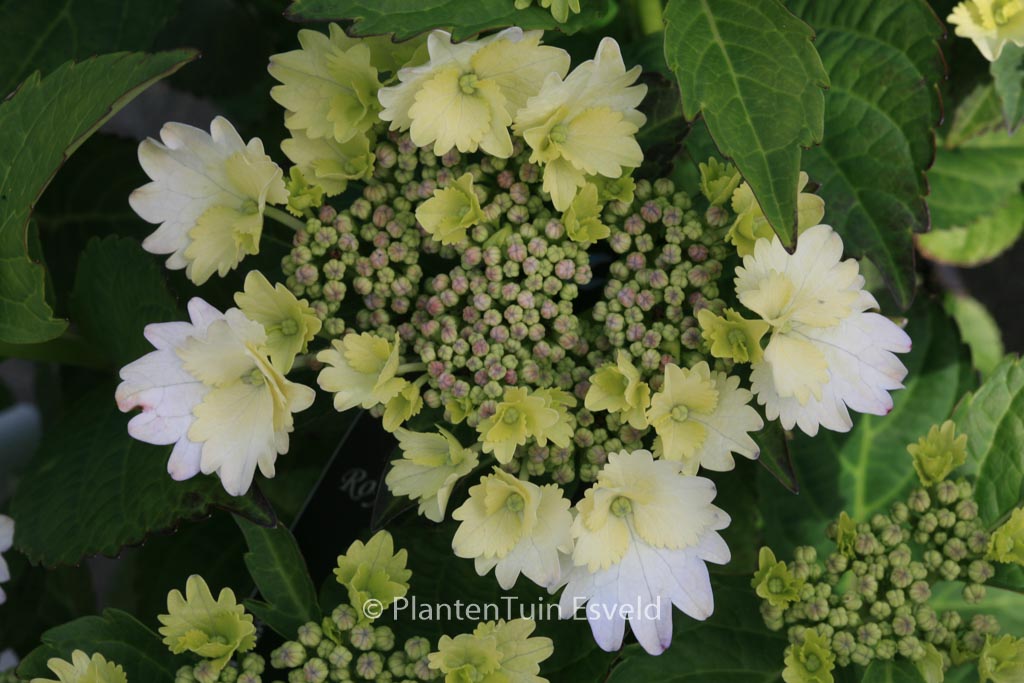 Hydrangea macrophylla ‚Koria‘