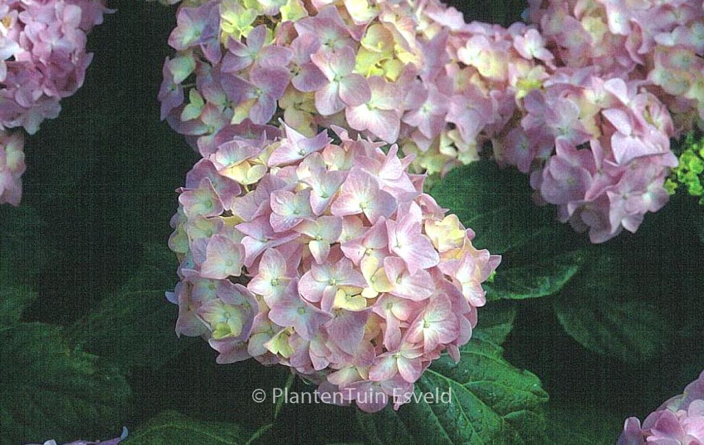 Hydrangea macrophylla ‚La France‘