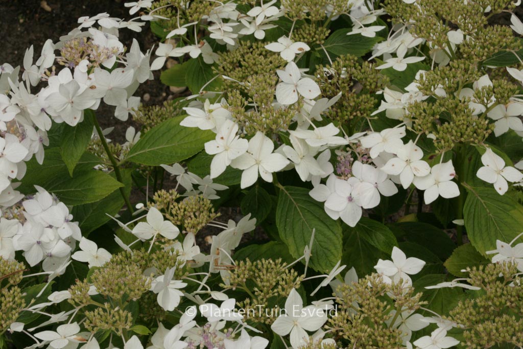 Hydrangea macrophylla ‚Lanarth White‘