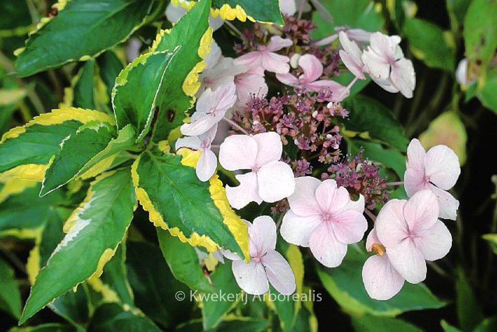 Hydrangea macrophylla ‚Lemon Wave‘