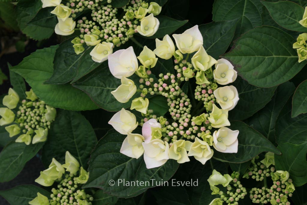 Hydrangea macrophylla ‚Libelle‘
