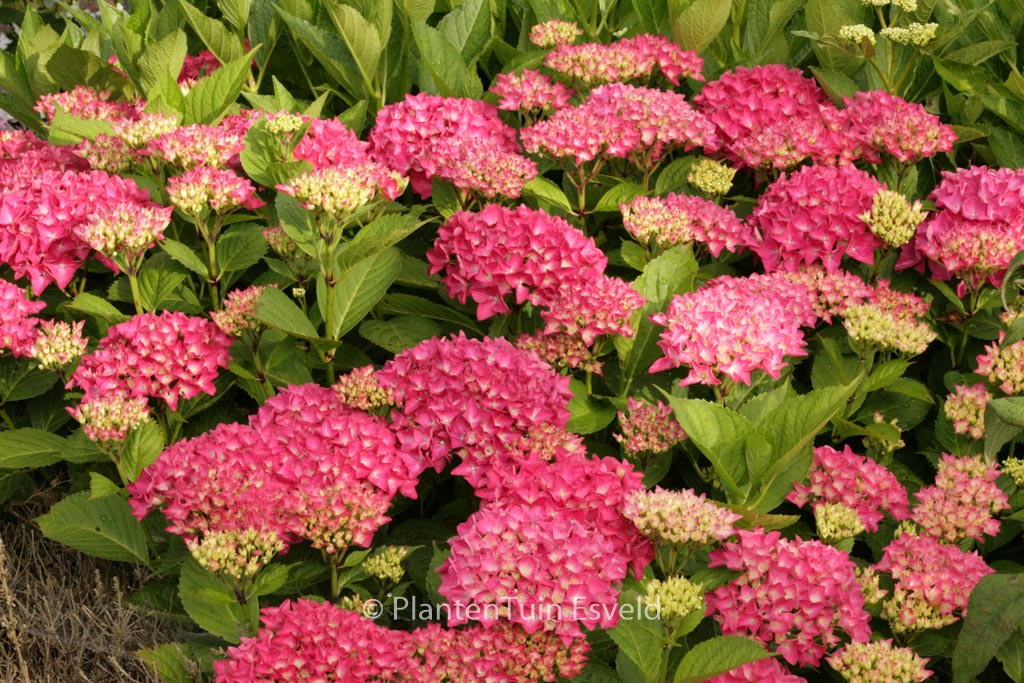 Hydrangea macrophylla ‚Liebegg‘
