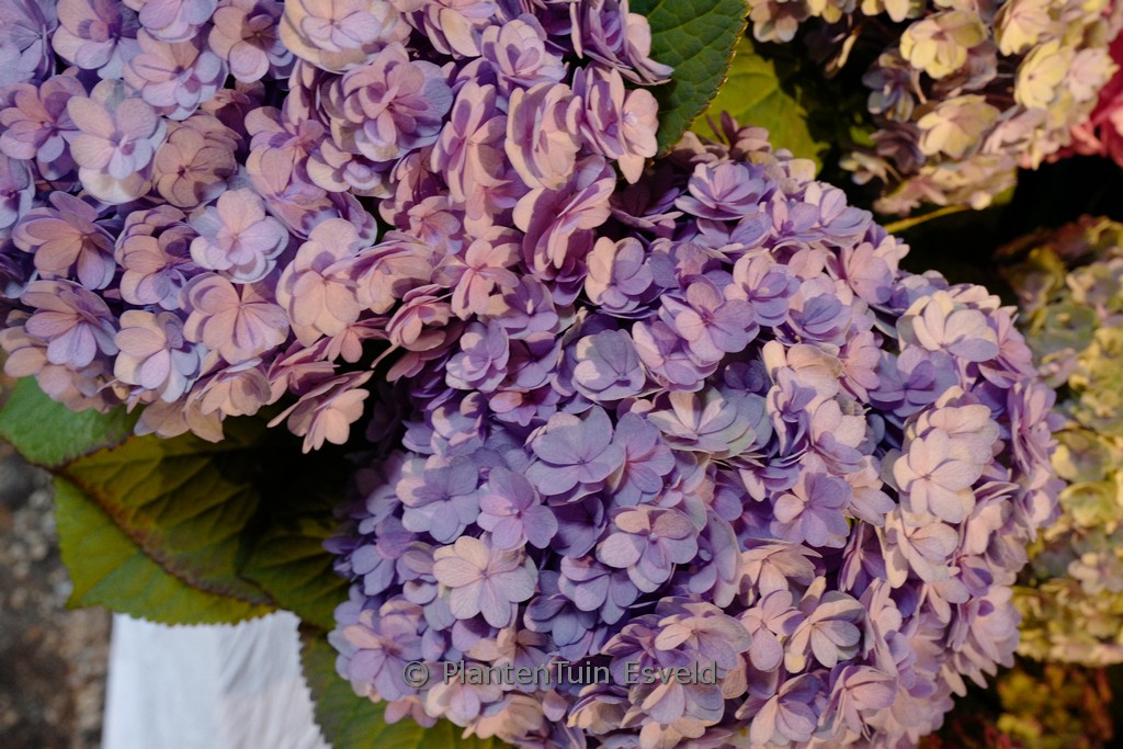 Hydrangea macrophylla ‚Luxor‘ (BEAUTENSIA)