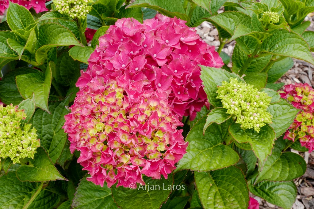 Hydrangea macrophylla ‚Magical Bolero‘