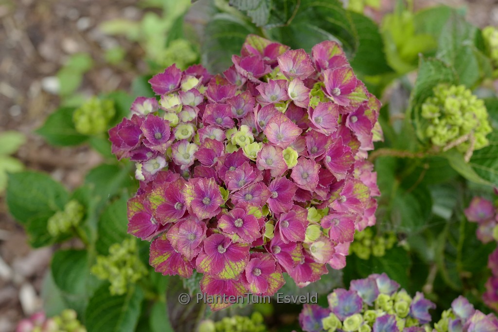 Hydrangea macrophylla ‚Magical Charlotte‘
