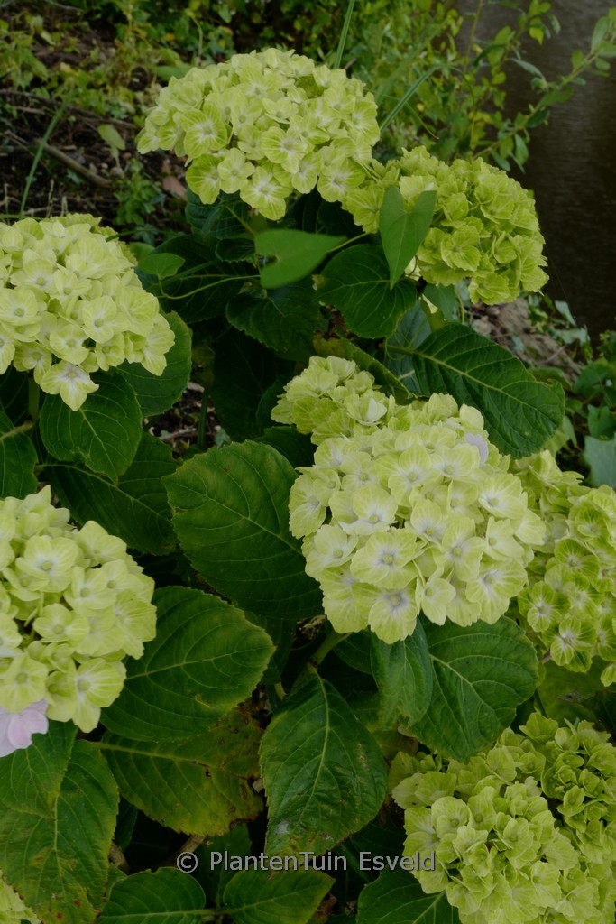 Hydrangea macrophylla ‚Magical Green Cloud‘