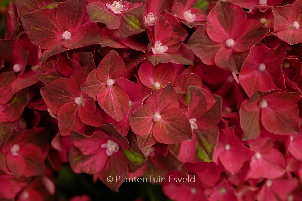Hydrangea macrophylla ‚Magical Ruby Tuesday‘