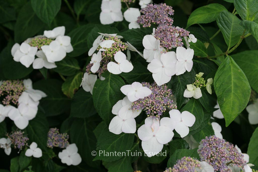 Hydrangea macrophylla ‚Mariesii Grandiflora‘