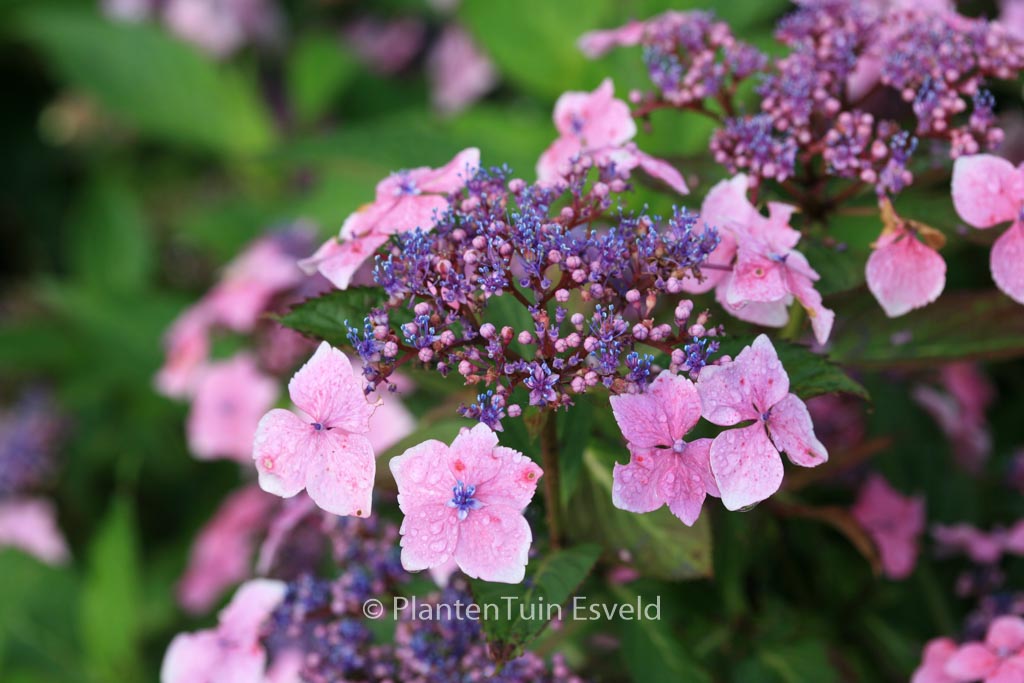 Hydrangea macrophylla ‚Mariesii Lilacina‘
