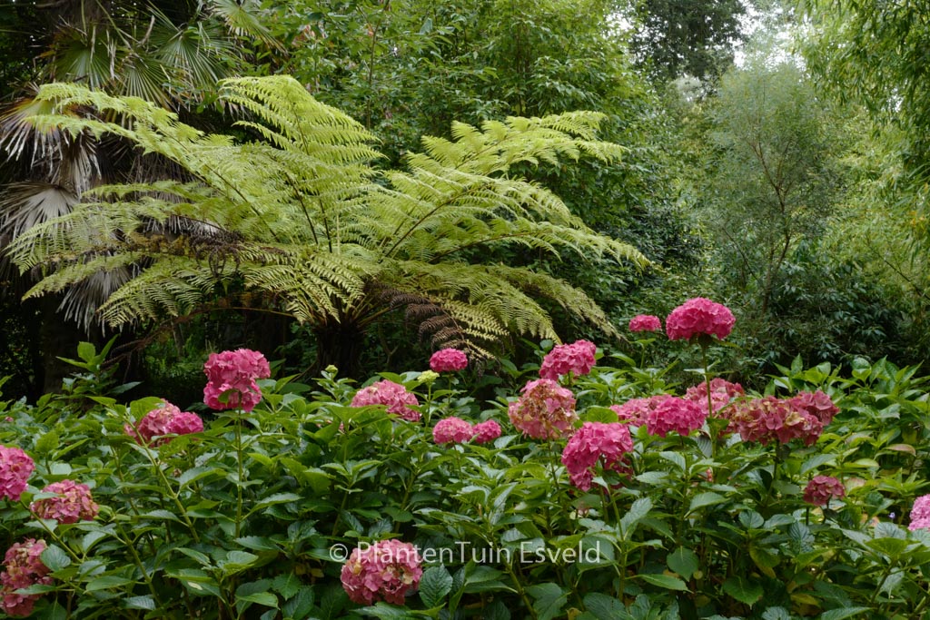 Hydrangea macrophylla ‚Masja‘