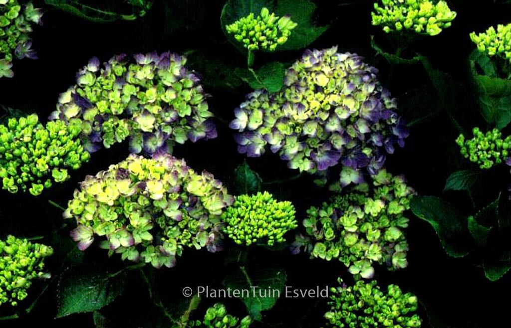 Hydrangea macrophylla ‚Mathilde Guetges‘