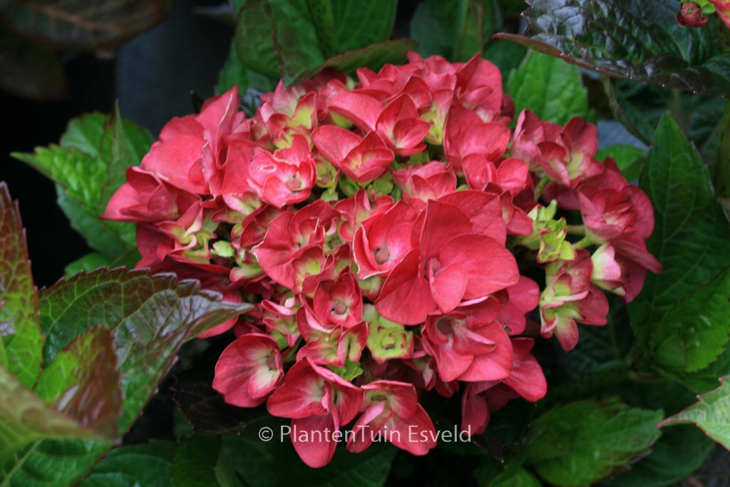 Hydrangea macrophylla ‚Merveille Sanguine‘