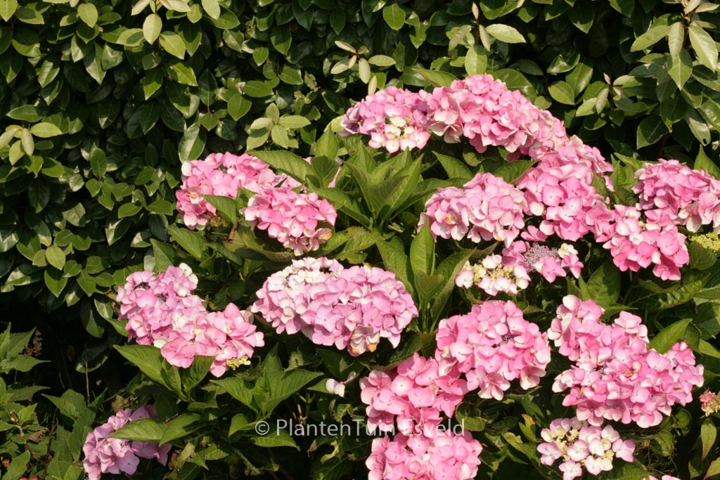 Hydrangea macrophylla ‚Messalina‘