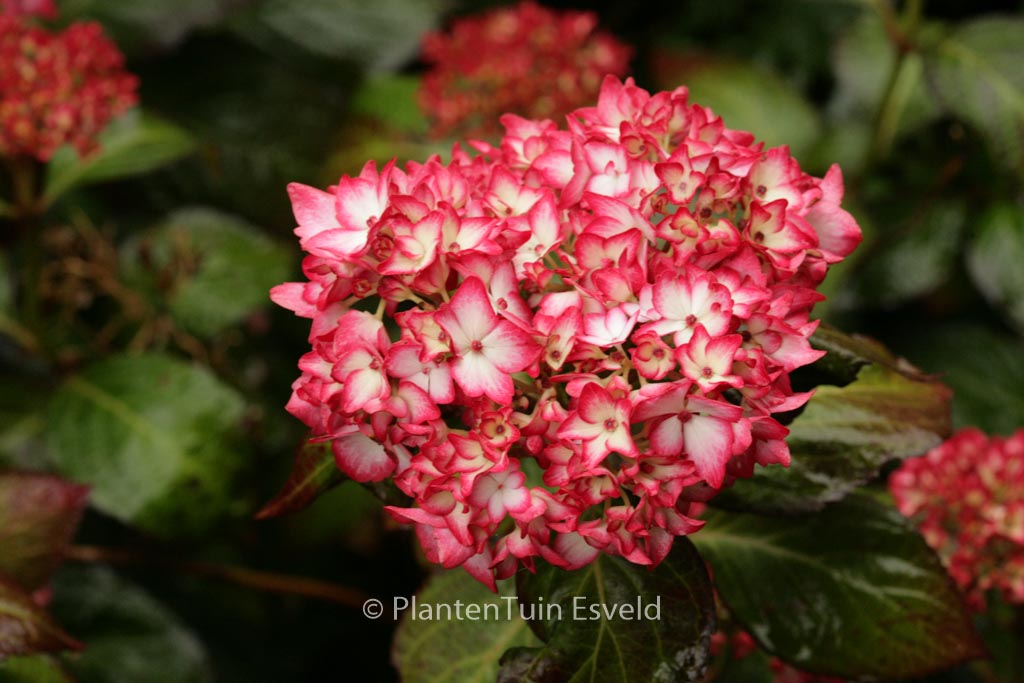 Hydrangea macrophylla ‚Mirai‘