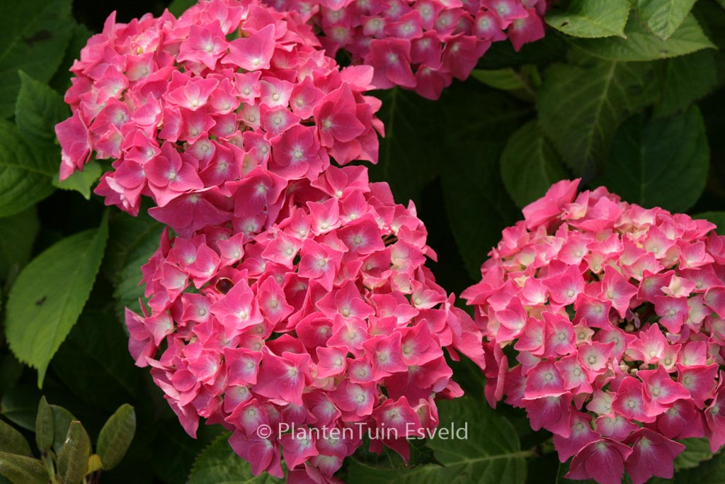 Hydrangea macrophylla ‚Miss Belgium‘