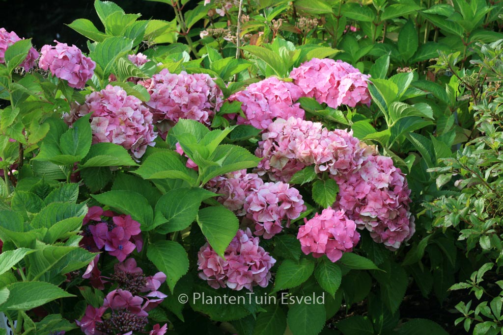 Hydrangea macrophylla ‚Miss Hepburn‘