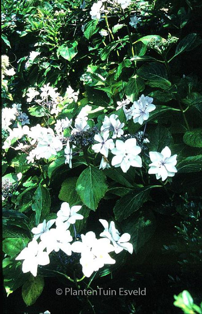 Hydrangea macrophylla ‚Miyake-shin-yae‘