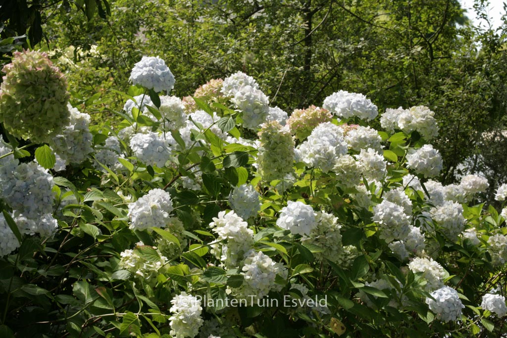 Hydrangea macrophylla ‚Mme. E. Mouillere‘