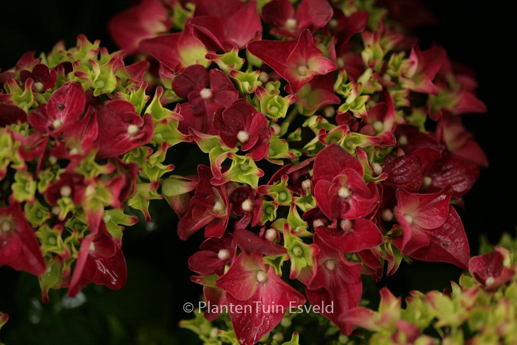 Hydrangea macrophylla ‚Music Collection Purple Punk‘