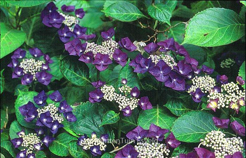 Hydrangea macrophylla ‚Nachtigall‘