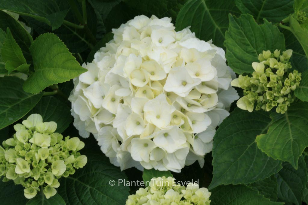 Hydrangea macrophylla ‚Napo‘ (MAGICAL PEARL)