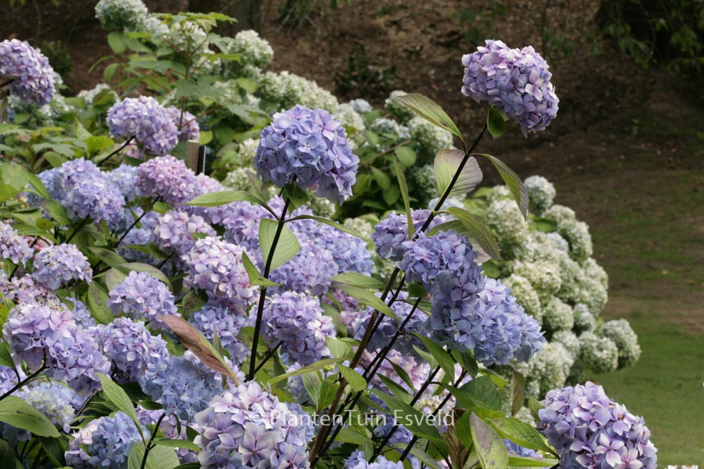 Hydrangea macrophylla ‚Nigra‘