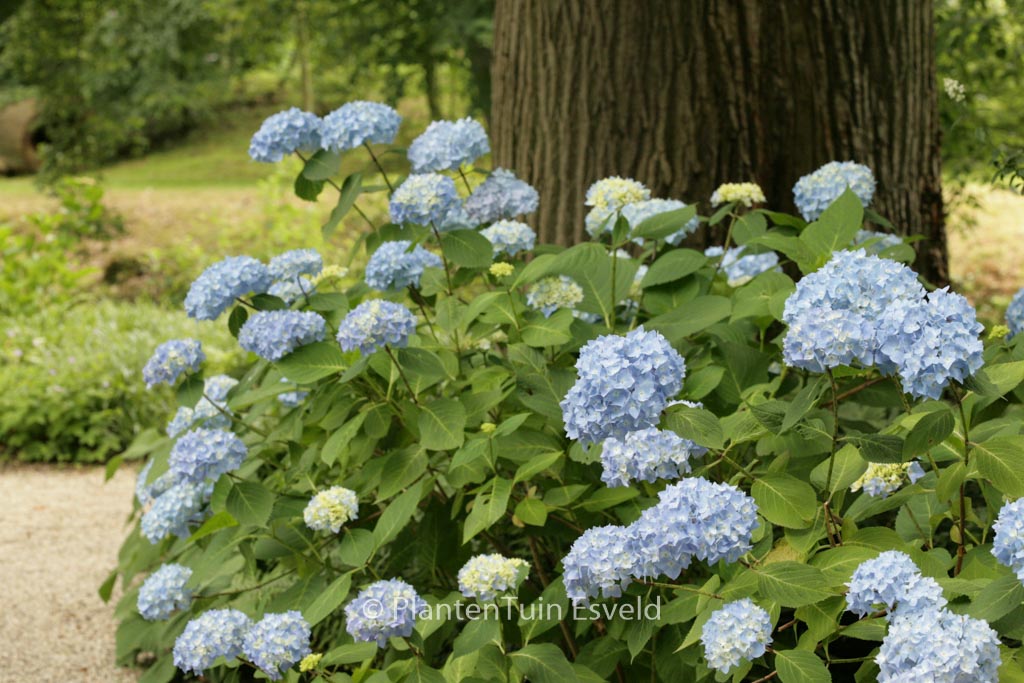 Hydrangea macrophylla ‚Nikko Blue‘