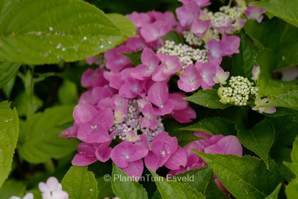 Hydrangea macrophylla ‚Nizza‘