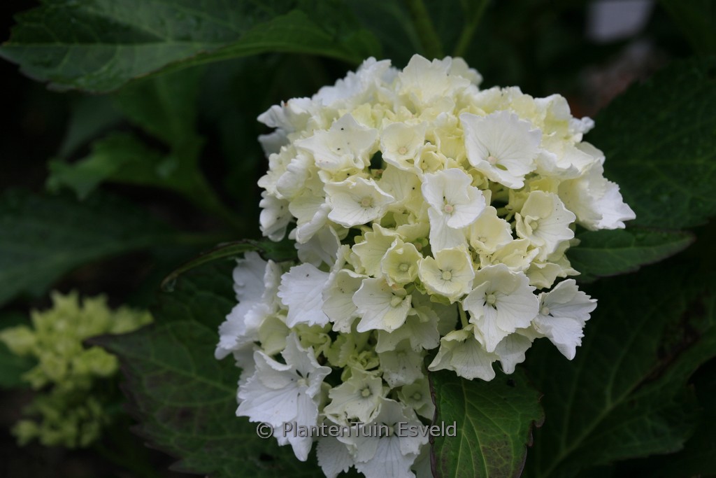 Hydrangea macrophylla ‚Nymphe‘