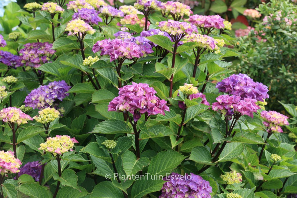 Hydrangea macrophylla ‚Oregon Pride‘