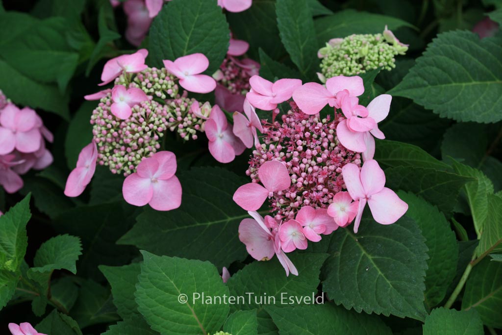 Hydrangea macrophylla ‚Phiim‘ (TWIST-N-SHOUT)