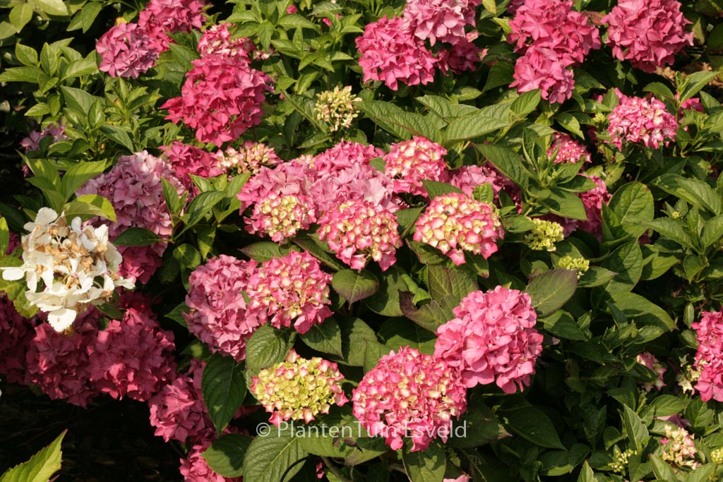 Hydrangea macrophylla ‚Pia‘