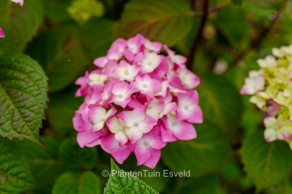 Hydrangea macrophylla ‚Piihm-II‘ (ENDLESS SUMMER BLOOMSTAR)
