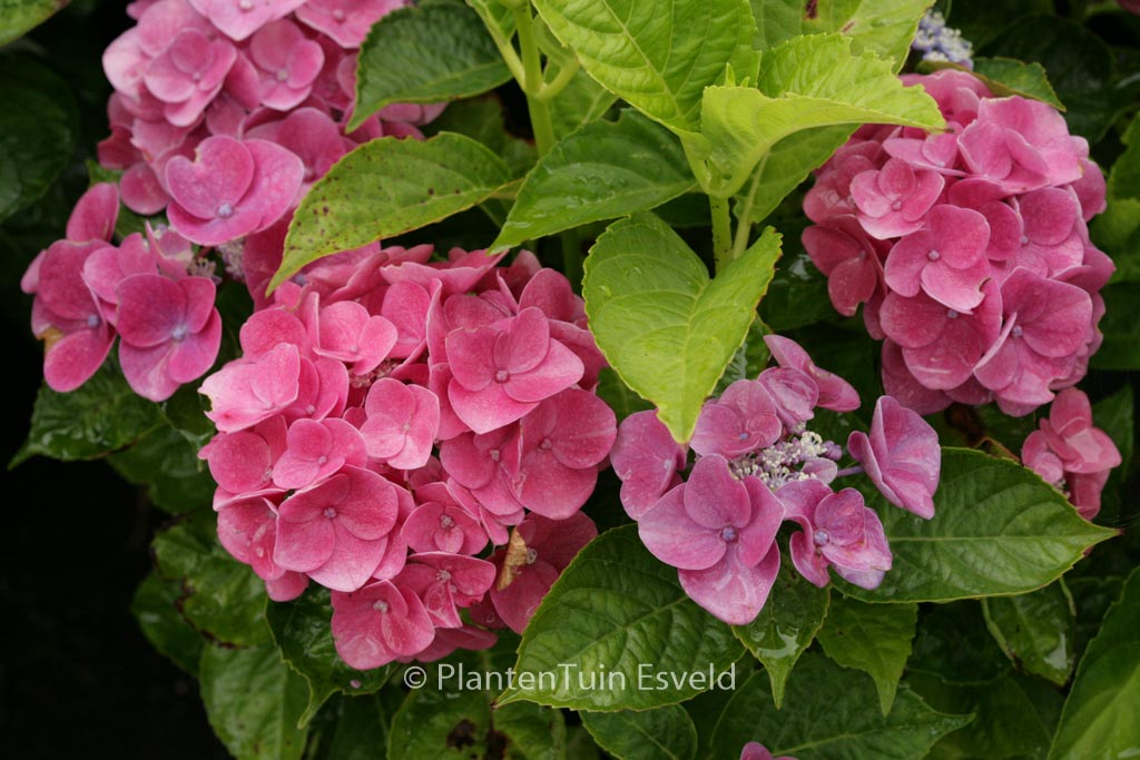 Hydrangea macrophylla ‚Pink Pop‘