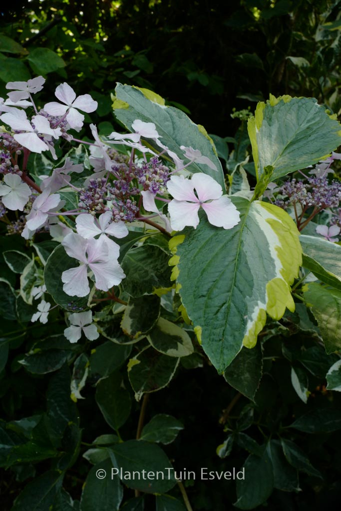 Hydrangea macrophylla ‚Quadricolor‘
