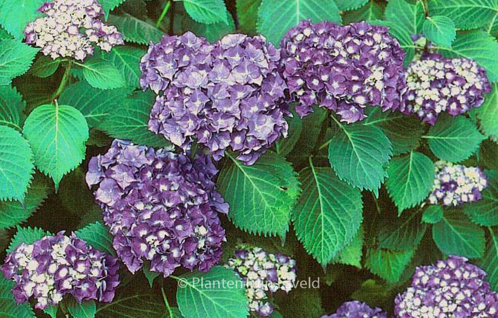 Hydrangea macrophylla ‚Queen Elizabeth‘