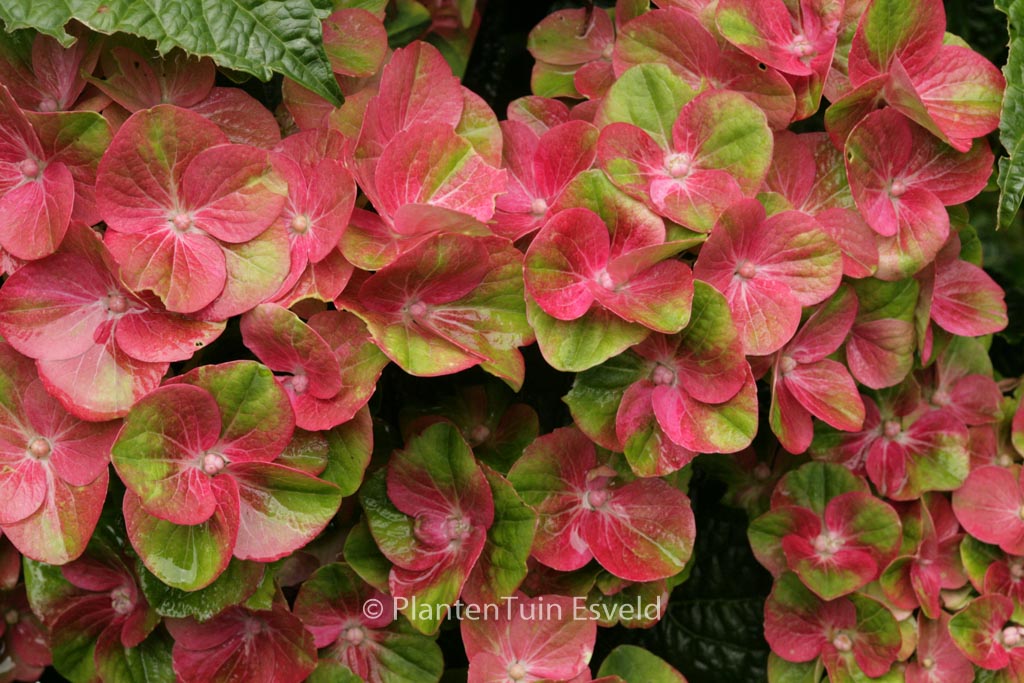 Hydrangea macrophylla ‚Qufu‘ (MAGICAL GREENFIRE)